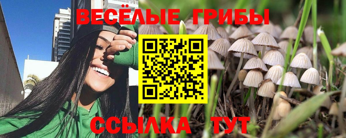Псилоцибиновые грибы Psilocybine cubensis Городец